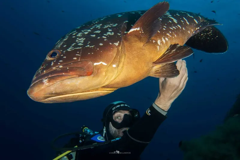 Un plongeur interagit avec un mérou géant dans les profondeurs bleues