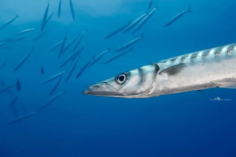 Un poisson-aiguille nage près d'un banc de petits poissons bleus