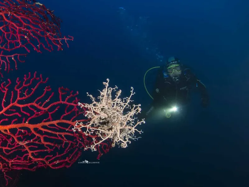 Plongeur explorant un récif corallien rouge et blanc en profondeur