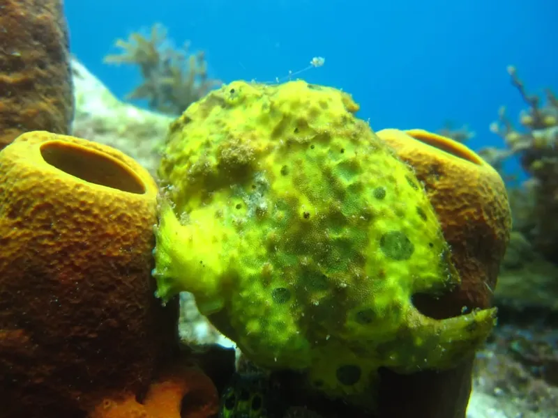 Gros plan sur un poisson-grenouille jaune et orange sur un récif corallien