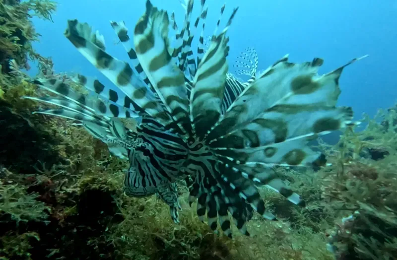 Poisson-lion déployant ses nageoires rayées dans un environnement marin