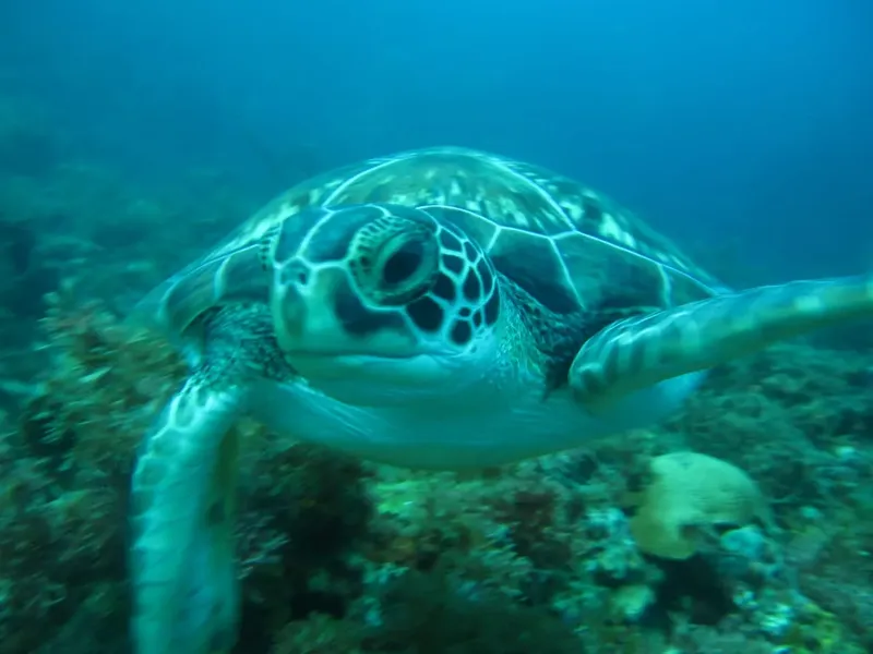 Tortue marine nageant paisiblement dans un environnement sous-marin bleu clair