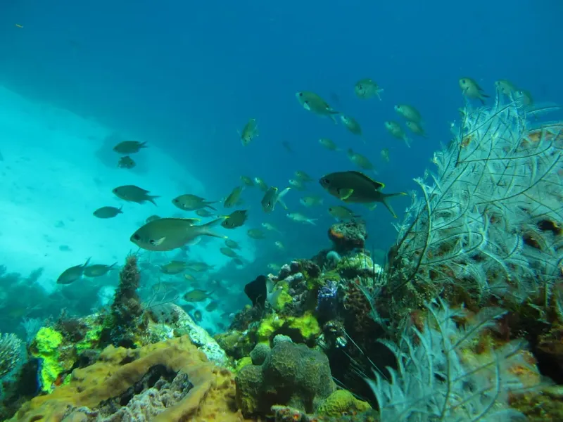 Banc de poissons tropicaux nageant autour d'une formation corallienne sous-marine