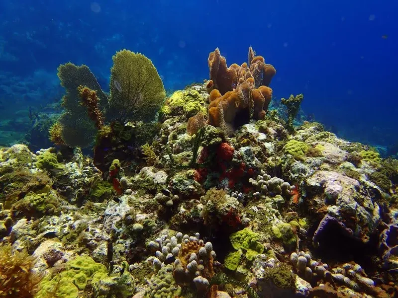 Recif corallien coloré avec éponges et formations rocheuses sous-marines