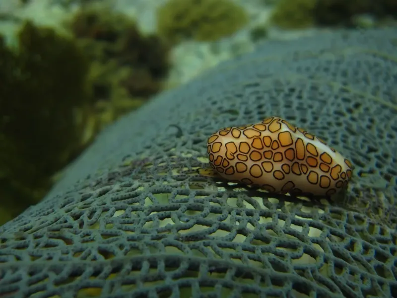Nudibranche colorée sur un corail réticulé en milieu marin