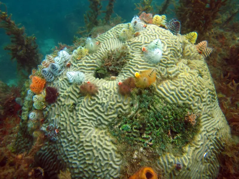 Corail cérébré colonisé par de nombreux poissons colorés en milieu marin