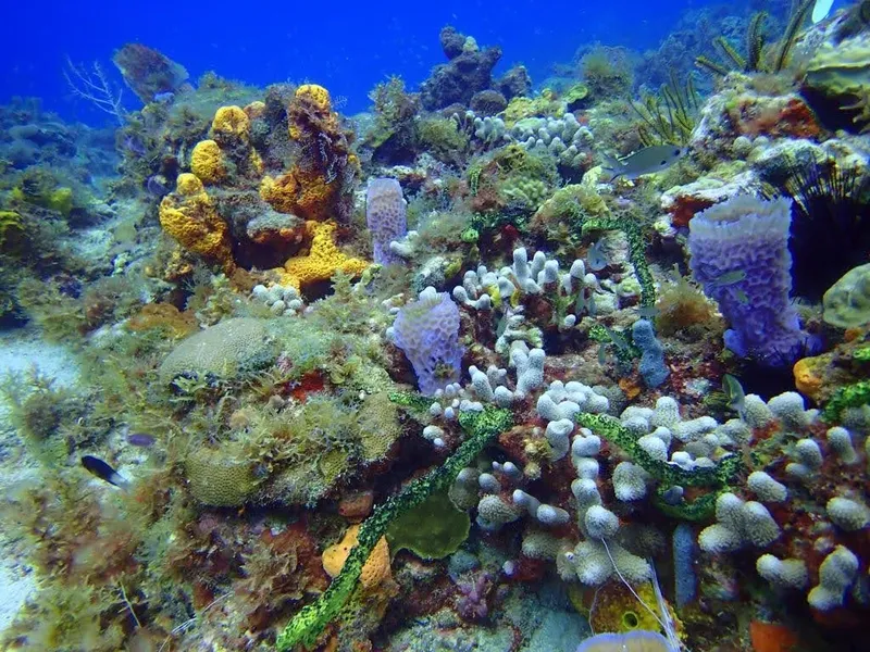 Reef corallien coloré avec éponges, poissons et végétation marine