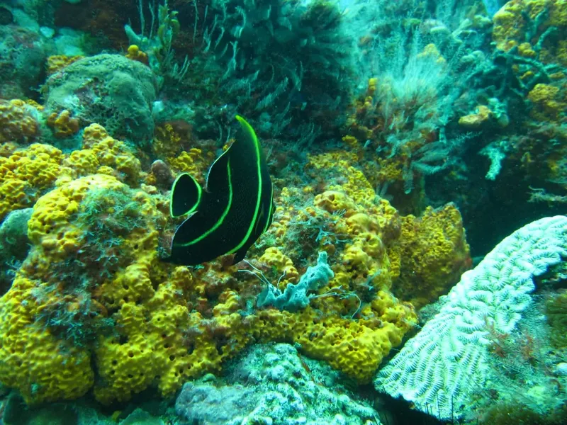 Poisson papillon noir et jaune nageant parmi les coraux colorés