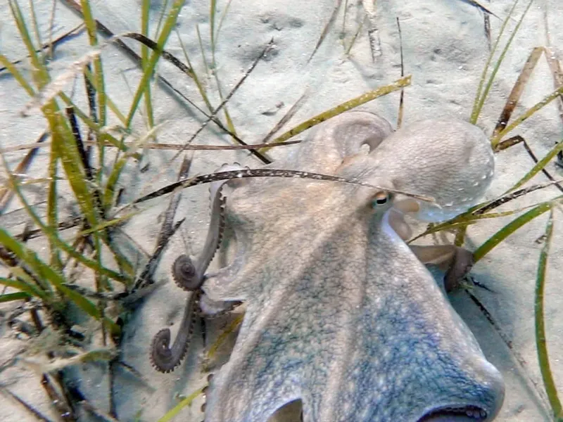 Pieuvre sur fond sablonneux avec herbes marines, créature marine