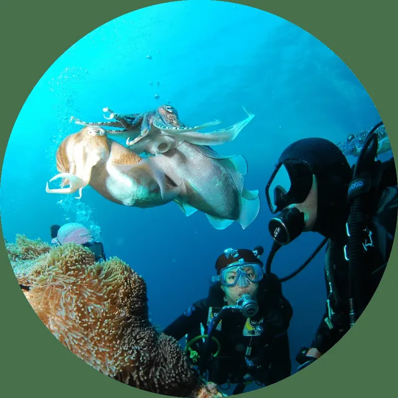 Plongeurs observant une seiche nageant au-dessus d'un récifal corallien