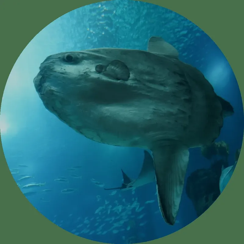 Un poisson-lune nage paisiblement dans les eaux bleues de l'océan