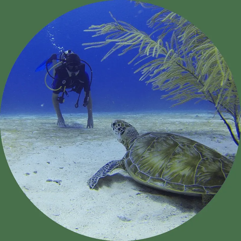 Plongeur observant une tortue marine sur un fond sablonneux clair