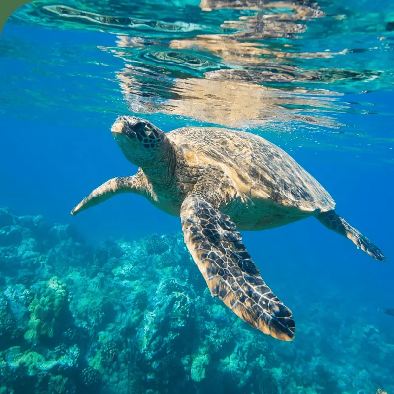 Tortue marine nageant paisiblement au-dessus d'un récif corallien turquoise