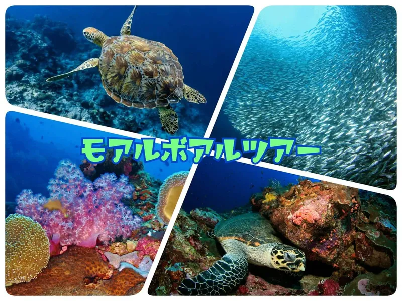 Montage de quatre photos sous-marines : tortue, poissons, coraux et récif
