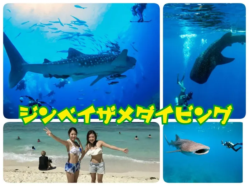 Requin baleine nageant avec des plongeurs et des personnes sur une plage