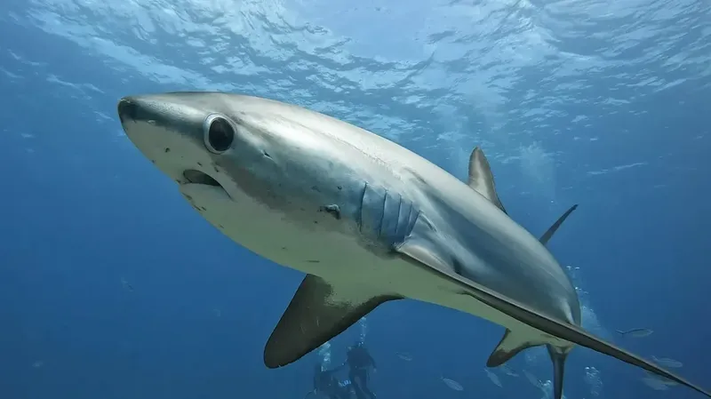 Requin bleu nageant en pleine eau, lumière diffuse, vue rapprochée
