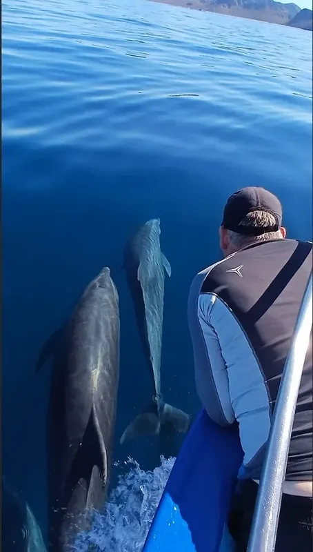 Plongeur observant des dauphins nageant près d'une embarcation bleue