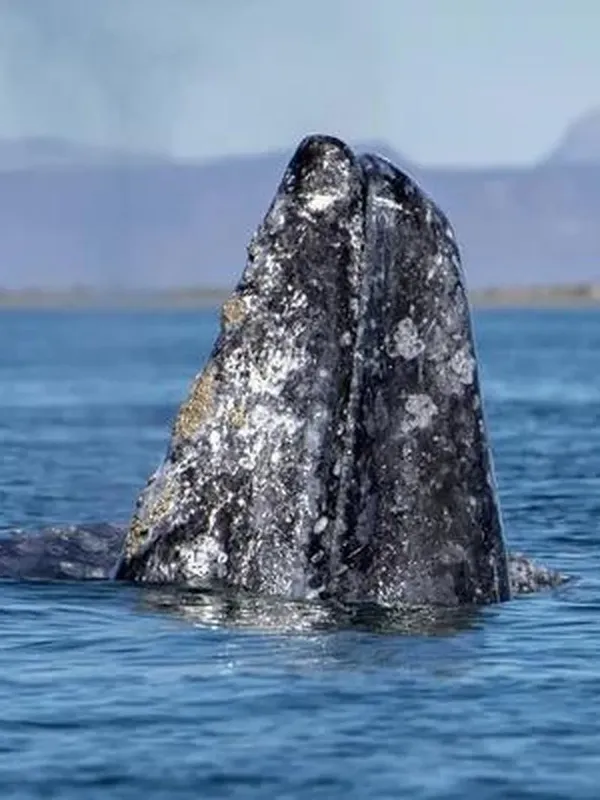 Grosse baleine à bosse émergeant de l'océan, peau grise et mouchetée