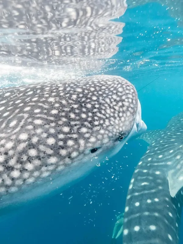 Requin baleine nageant dans une eau turquoise claire et limpide