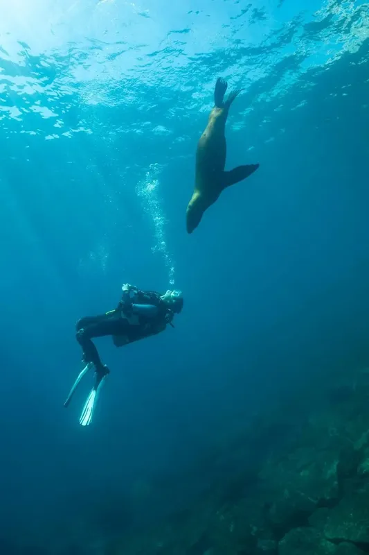 Un plongeur et un lion de mer nagent dans l'eau bleue