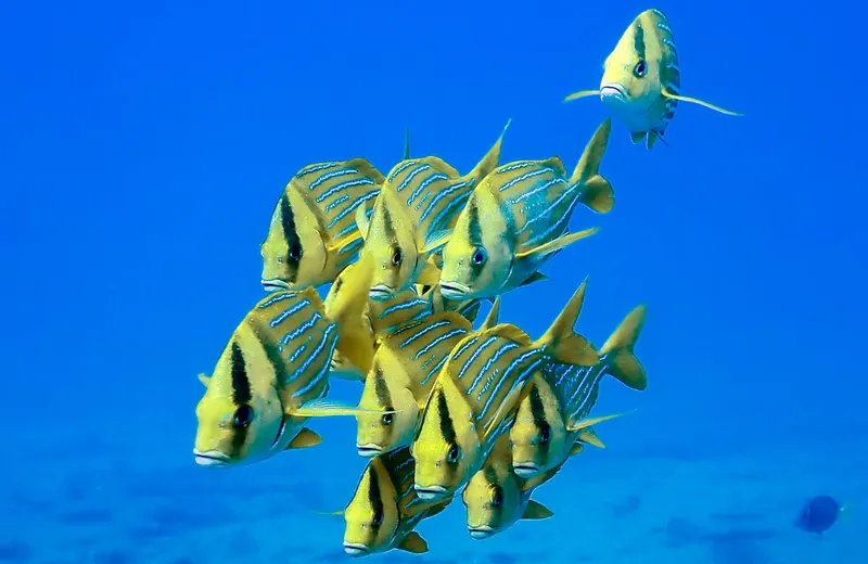 Banc de poissons tropicaux nageant dans une eau bleue et claire