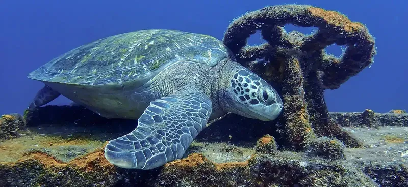 Tortue marine nageant près d'une structure métallique sous-marine
