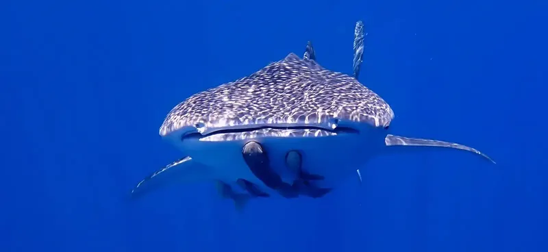 Requin baleine nageant dans l'eau bleue, vue rapprochée, animal marin