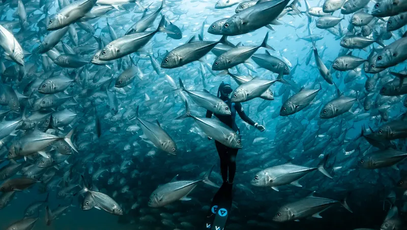 Apnea, un plongeur évolue au milieu d'un banc de carangues argentées