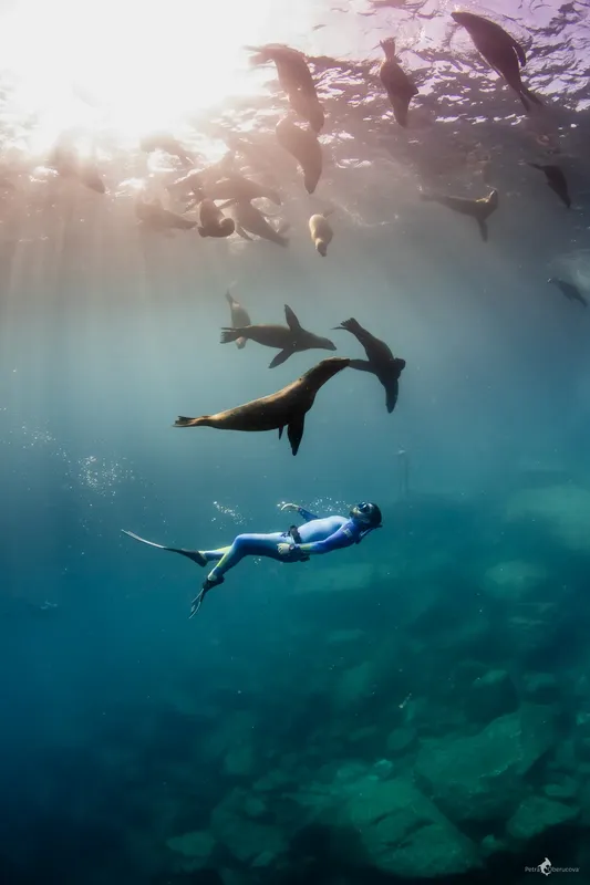 Plongeuse nageant avec un groupe d'otaries dans l'eau turquoise