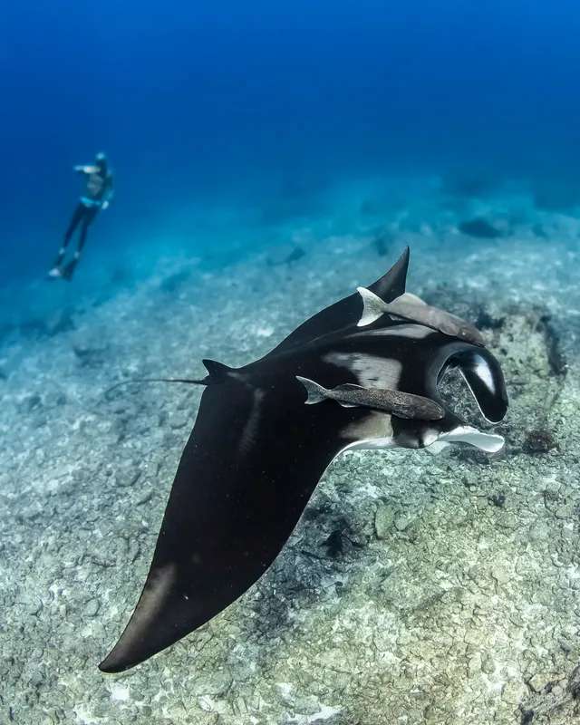Raie manta majestueuse nageant en profondeur avec un plongeur en arrière-plan
