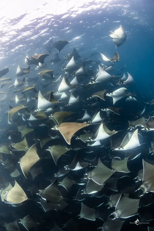 Grand banc de raies manta nageant en formation dans l'eau bleue