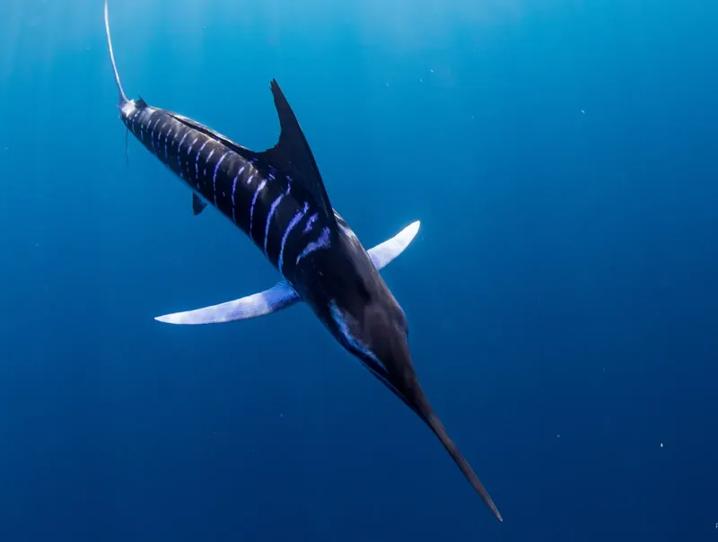 Un magnifique marlin noir nage dans les eaux bleues de l'océan