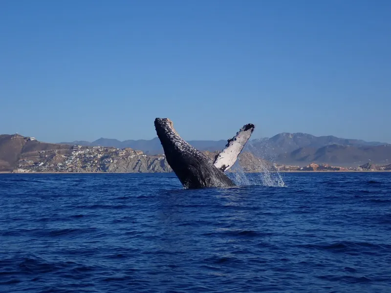 Baleine à bosse sortant de l'eau, nageant près d'une côte rocheuse
