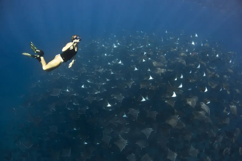 Apnée avec un banc de raies manta dans l'océan bleu
