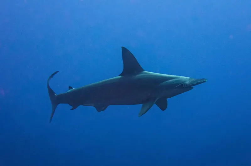 Requin marteau nageant dans l'eau bleue, vue sous-marine impressionnante