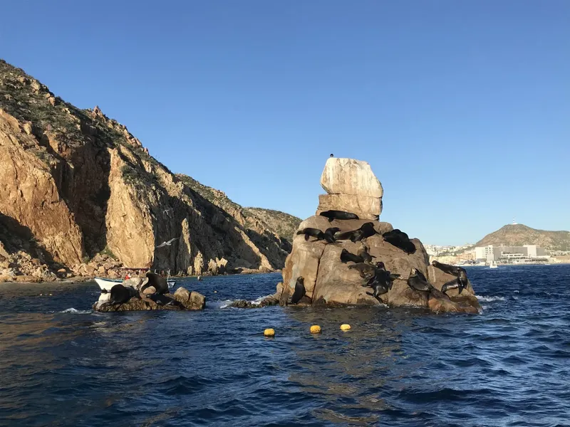 Otaries se reposent sur un rocher en mer, paysage côtier ensoleillé