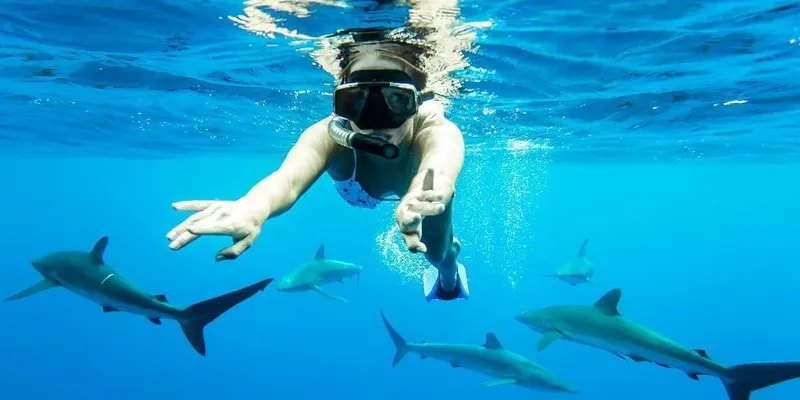 Plongeuse nageant avec un groupe de requins dans l'eau bleue