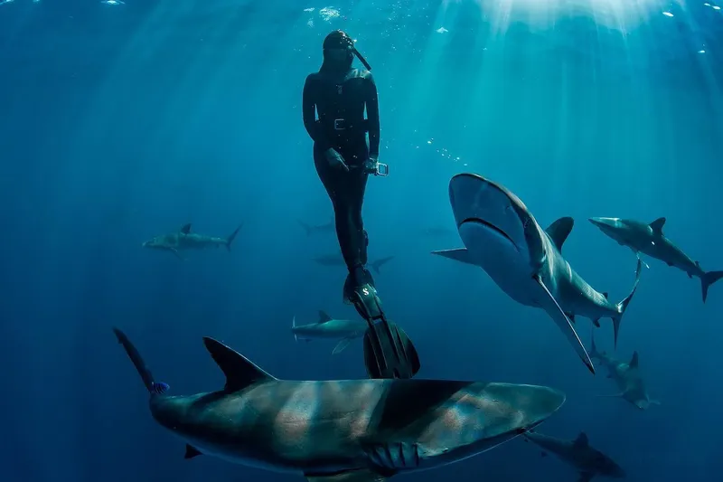 Plongeur au milieu de plusieurs requins de récif en mer bleue