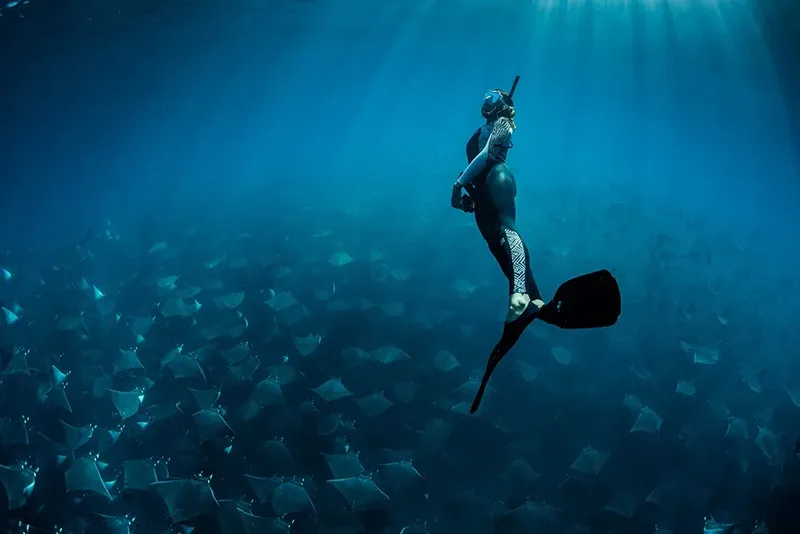 Apnea, nageur en immersion au milieu d'un banc de raies manta