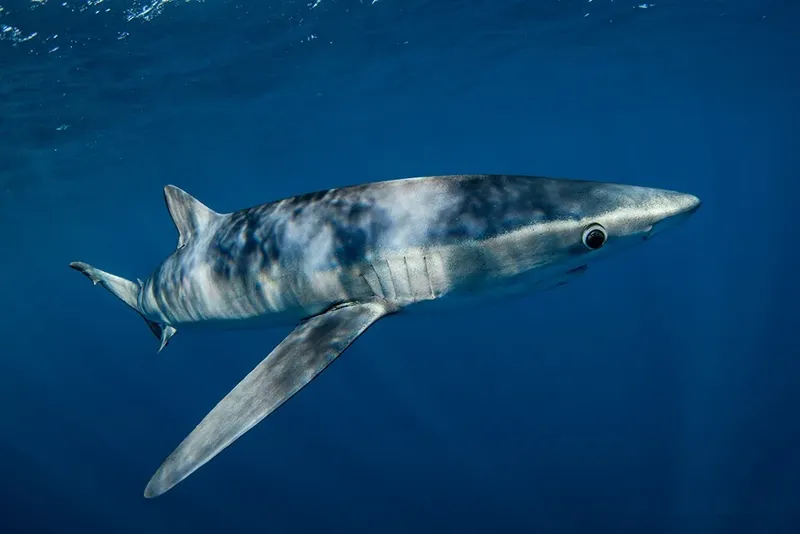 Requin bleu nageant dans l'océan, vue latérale, eau profonde