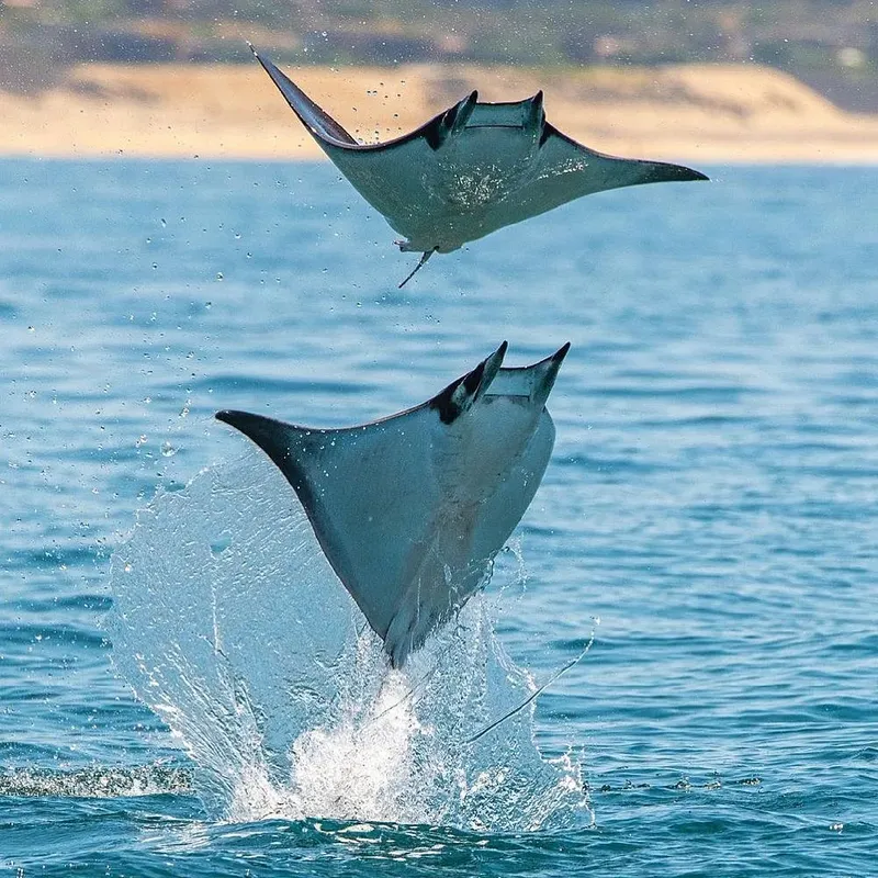 Deux raies manta sautent hors de l'eau, scène marine spectaculaire