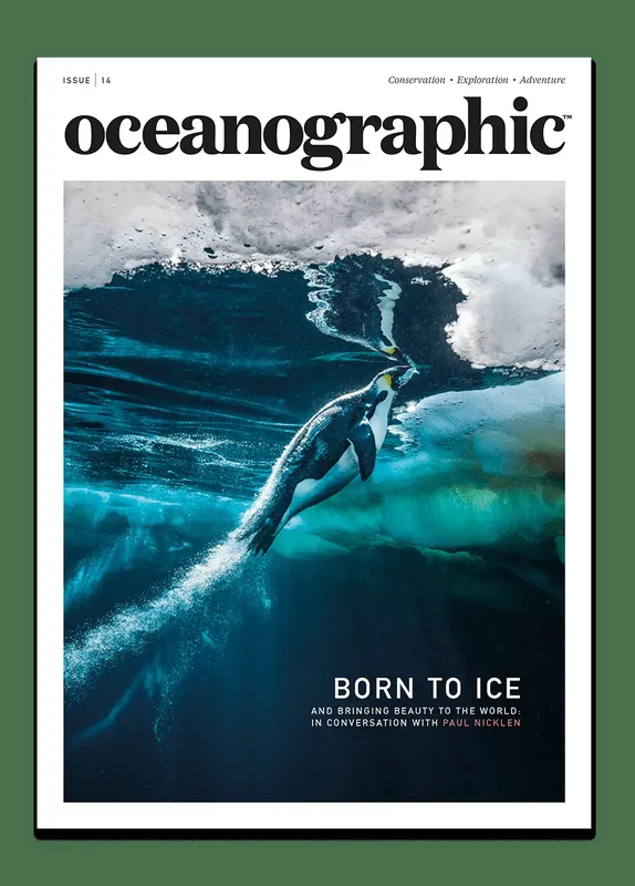 Un manchot plongeant dans une eau glaciale sous la banquise antarctique