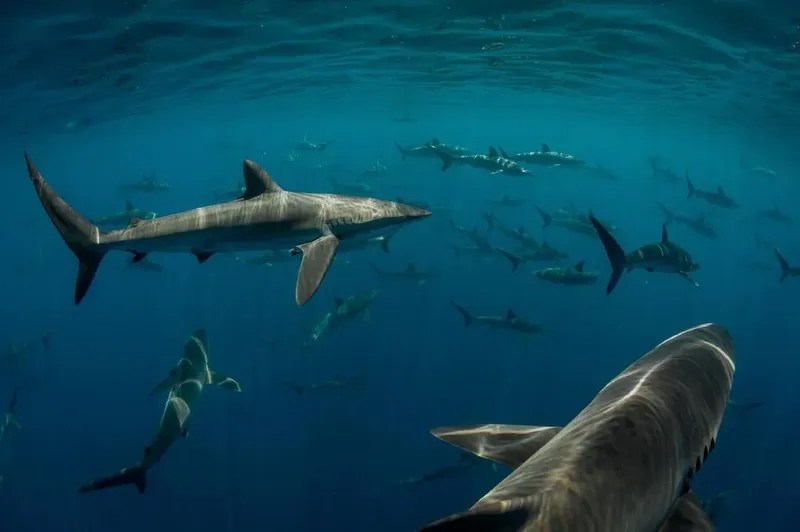 Groupe de requins bleus nageant dans l'eau profonde et claire