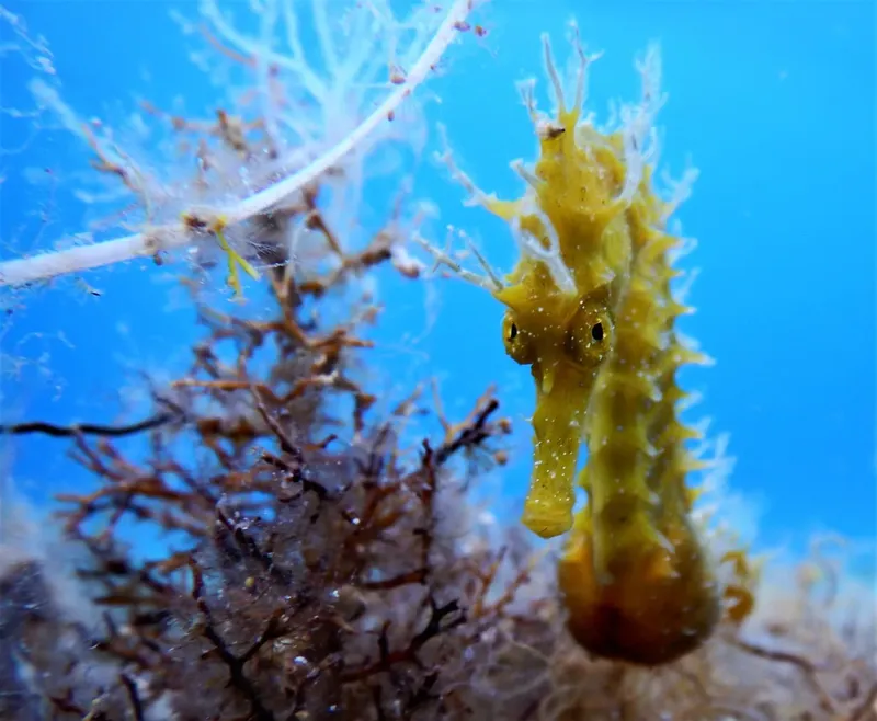 Hippocampe jaune et brun, camouflé parmi des algues et coraux