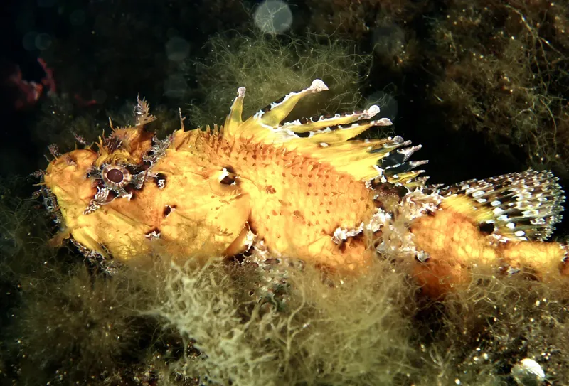 Poisson-scorpion perché sur une gorgone, couleurs vives, fond marin sombre