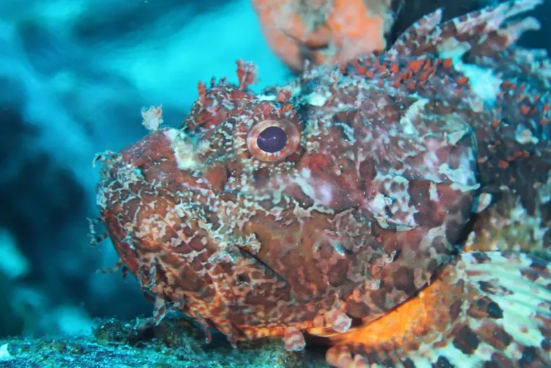 Poisson-scorpion perché sur le fond marin, regardant attentivement l'objectif