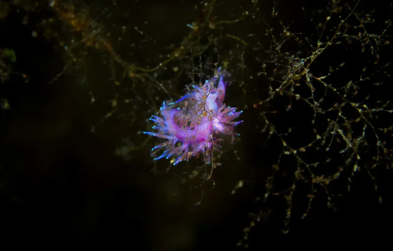 Nudibranche rose et bleue sur fond sombre avec des éponges