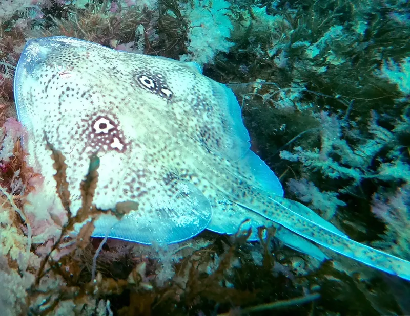 Raie pastenague sur fond rocheux et végétation marine turquoise
