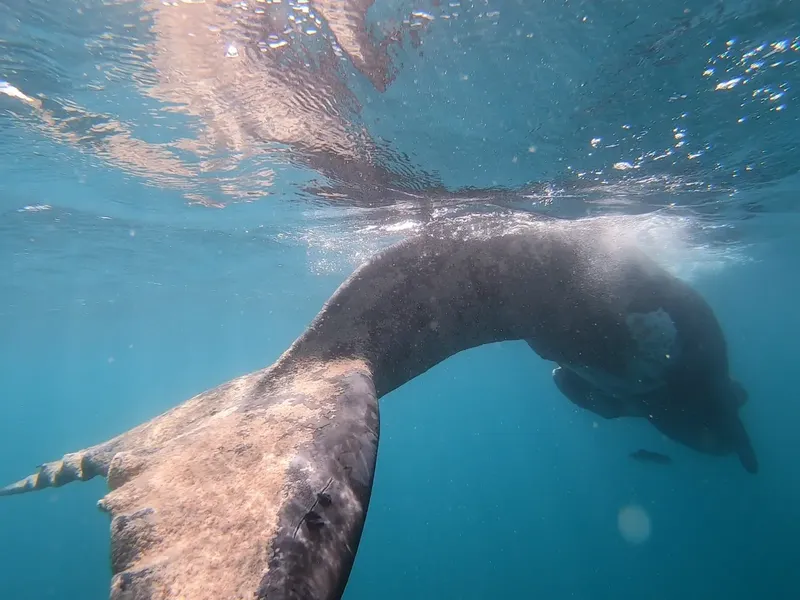 Baleine à bosse nageant sous la surface de l'eau, vue plongeante