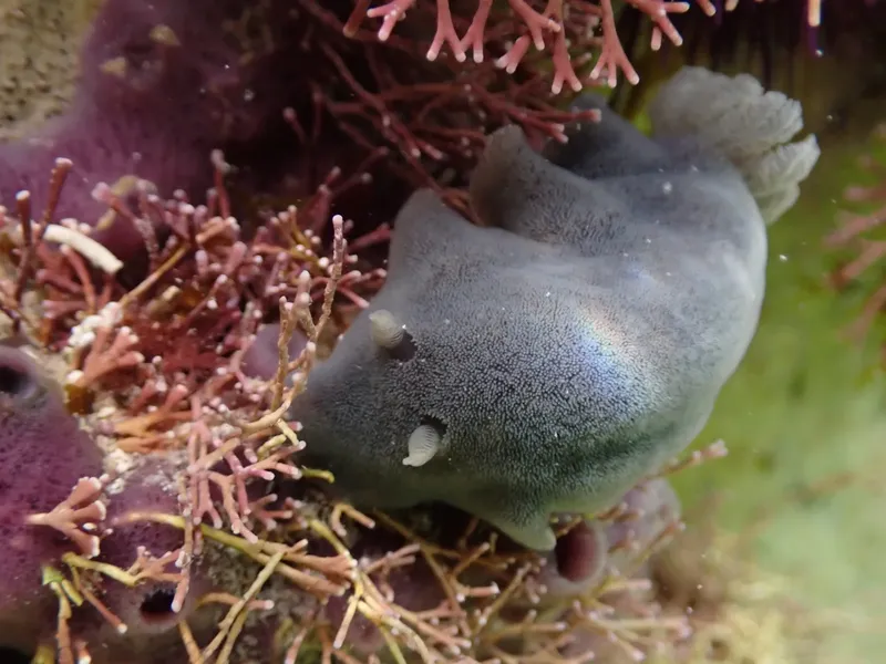 Une limace de mer grise rampe sur une éponge et des algues rouges